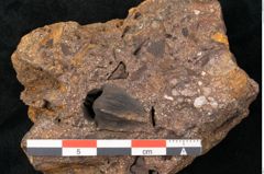 Foto (Seitenansicht) von Fagus sp. (NHMW-GEO-2024-0188-11470)